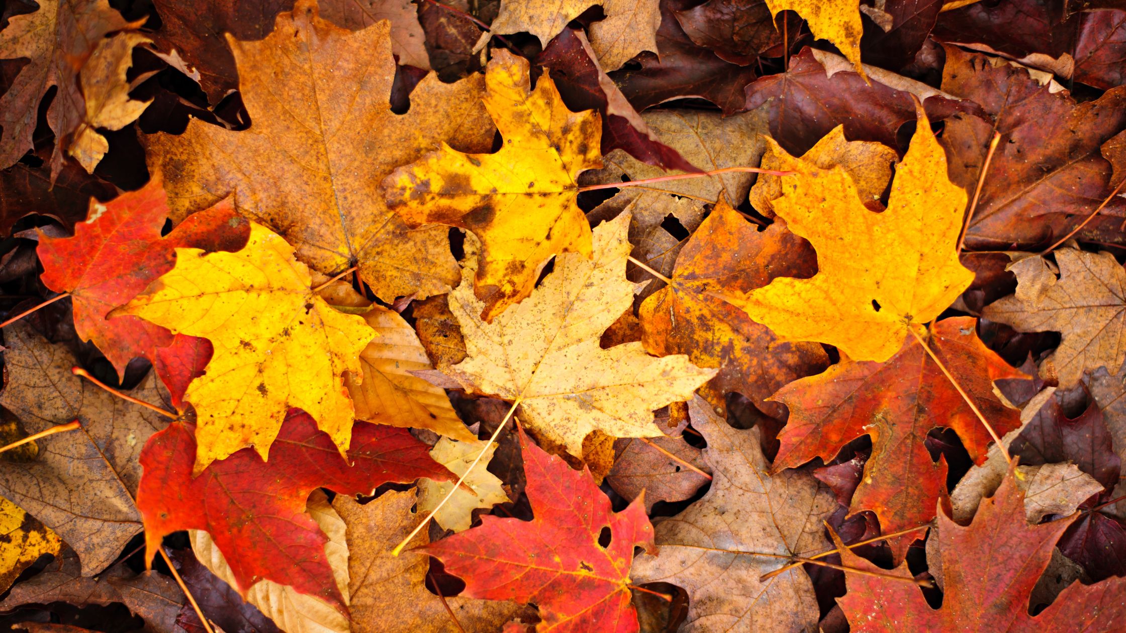 6 Activities To Do With Your Elderly Loved Ones This Fall Season 